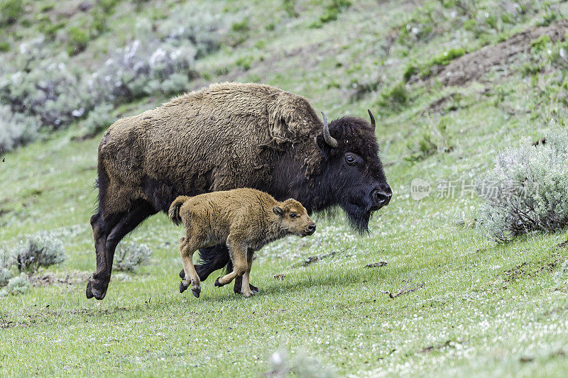 美国野牛或简称野牛(bison bison)，也通常被称为美国水牛或简称水牛，黄石国家公园，怀俄明州。母鲸和幼鲸在奔跑。